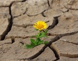 We can all grow